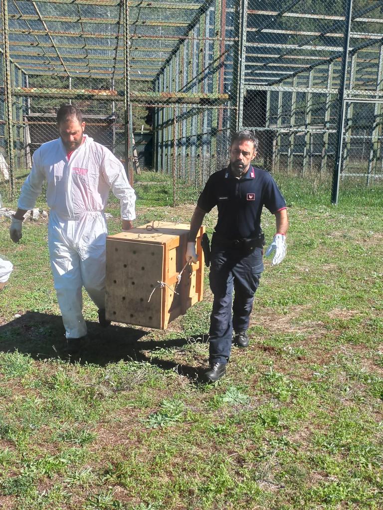 RISERVA MONTE VELINO: GIOVANI GRIFONI RECUPERATI DI NUOVO IN LIBERTÀ