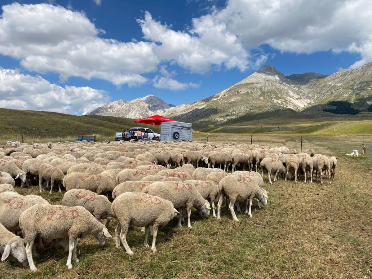 RASSEGNA DEGLI OVINI A CAMPO IMPERATORE CON 10MILA CAPI DI BESTIAME: L’EVENTO IL 4 E 5 AGOSTO