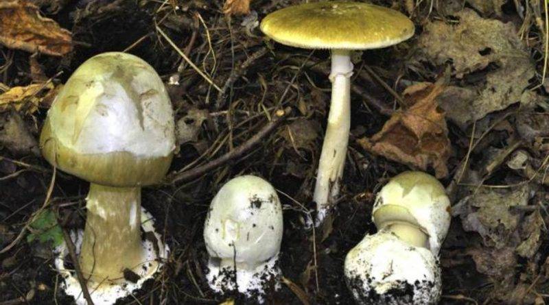 L’AQUILA: PRANZO A BASE DEL VELENOSISSIMO FUNGO AMANITA PHALLOIDES, MUORE DONNA 65ENNE DI MONTEREALE
