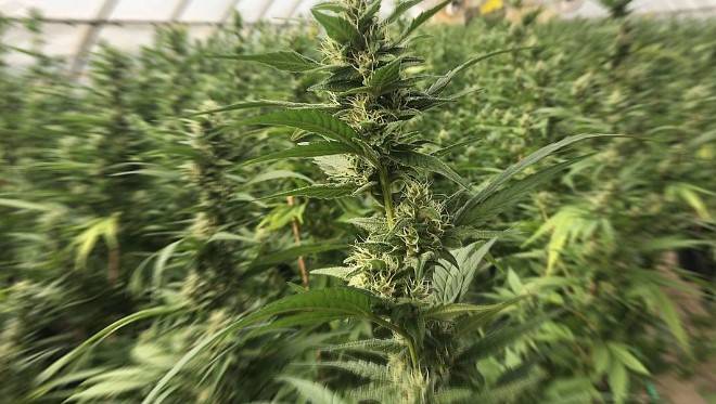 PESCARA: GUARDIA DI FINANZA SCOPRE SERRE DI MARIJUANA TRA GLI ULIVETI