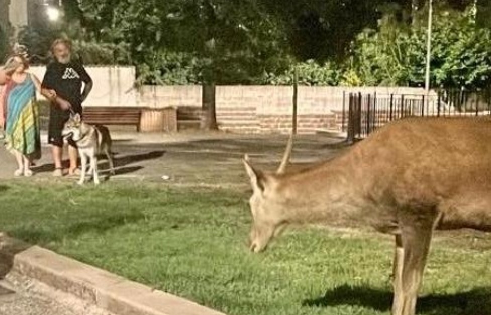 POPOLI: CERVO SI AGGIRA PER IL PAESE, SINDACO NE ORDINA LA CATTURA
