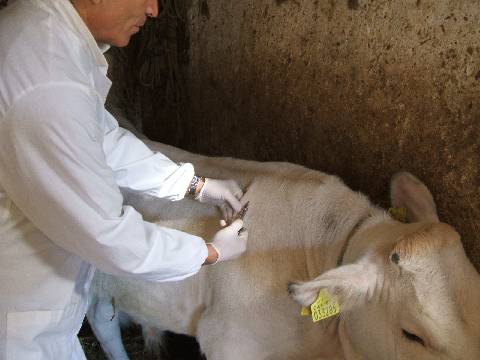 TUBERCOLOSI BOVINA: ASL, “PROVINCIA L’AQUILA BONIFICATA DOPO ANNI DI CONTROLLI E INTERVENTI”