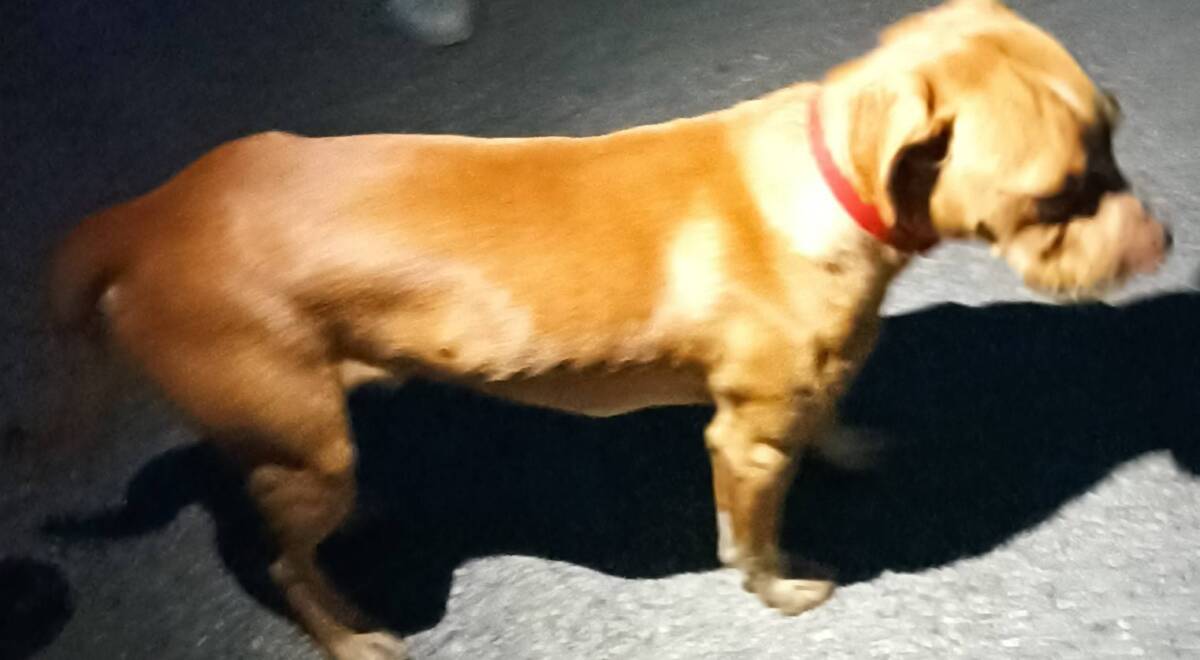 L’AQUILA: CANE CON COLLARE ROSSO VAGA DA MESI IN ZONA VIA PIEMONTE-C.A.S.E GIGNANO, LA SEGNALAZIONE