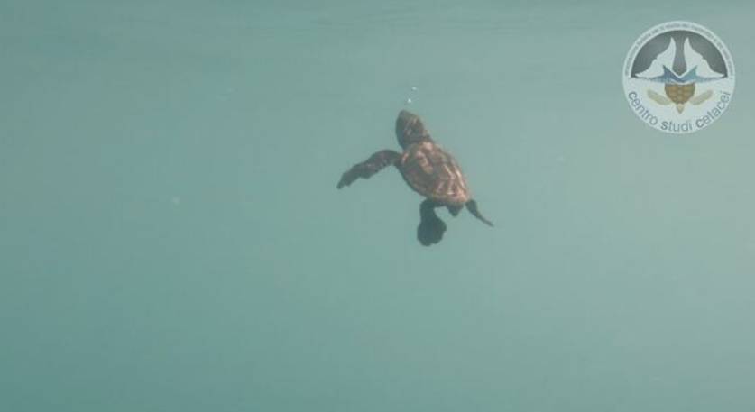 SUPERNASCITA CARETTA CARETTA IN ABRUZZO, 72 TARTARUGHE