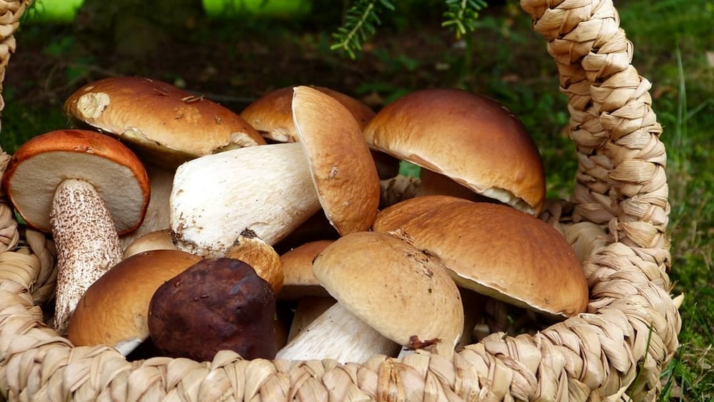 MALTEMPO, “NON SOLO DANNI”. COLDIRETTI: “BOOM CRESCITA FUNGHI”