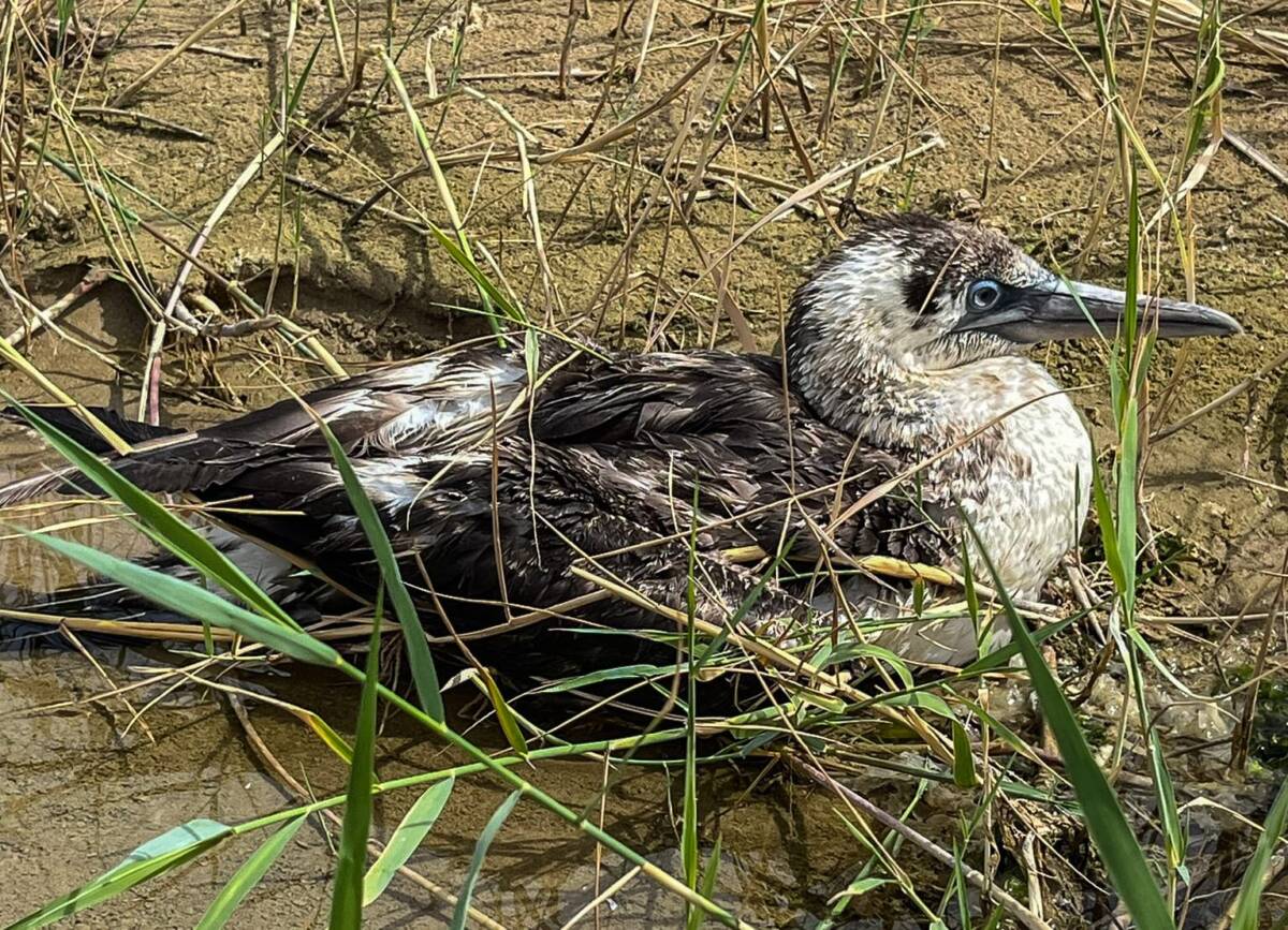 ORTONA:  MORTA IN CENTRO FAUNA GIOVANE SULA RECUPERATA IN SPIAGGIA