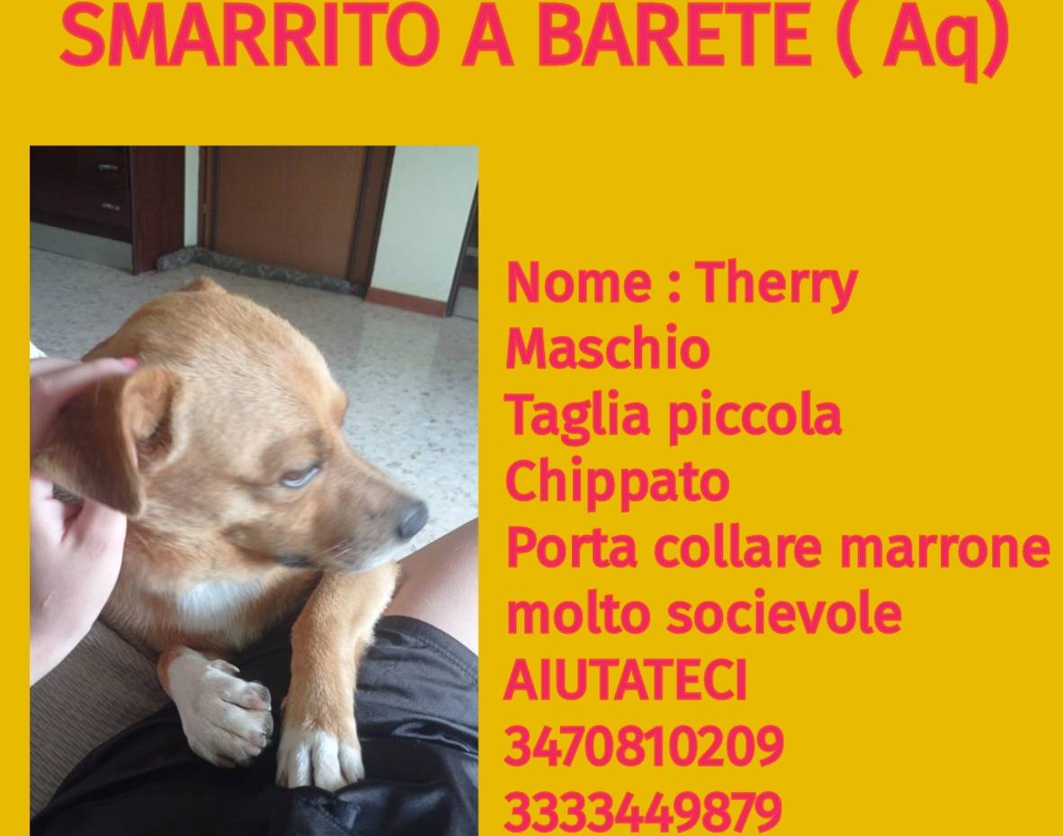 BARETE, L’APPELLO: “AIUTATECI A RITROVARE THERRY”