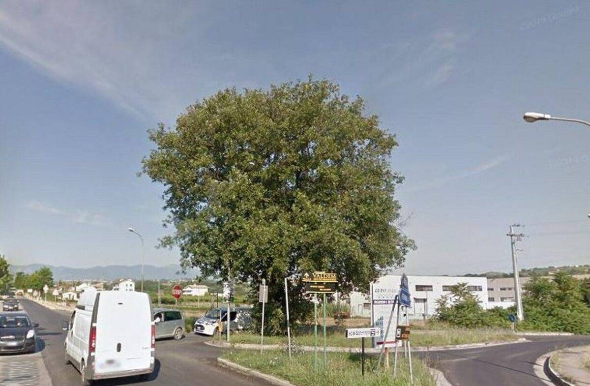 MOSCUFO: ABBATTUTA QUERCIA SECOLARE PER FAR POSTO A ROTATORIA, LA RABBIA DEI CITTADINI