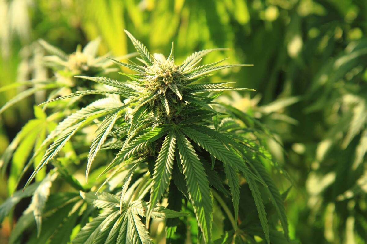 PESCASSEROLI: UN CHILO DI  MARIJUANA IN CASA, ARRESTATO 55ENNE