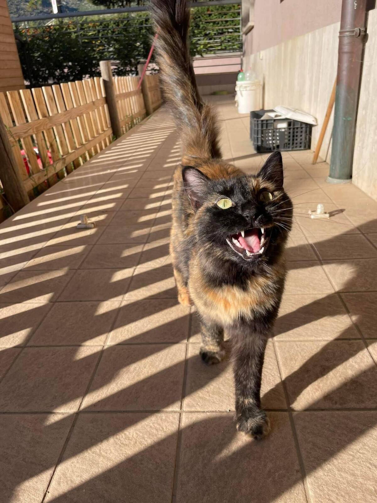 L’AQUILA: GATTINA DOLCISSIMA ATTENDE ADOZIONE CONSAPEVOLE