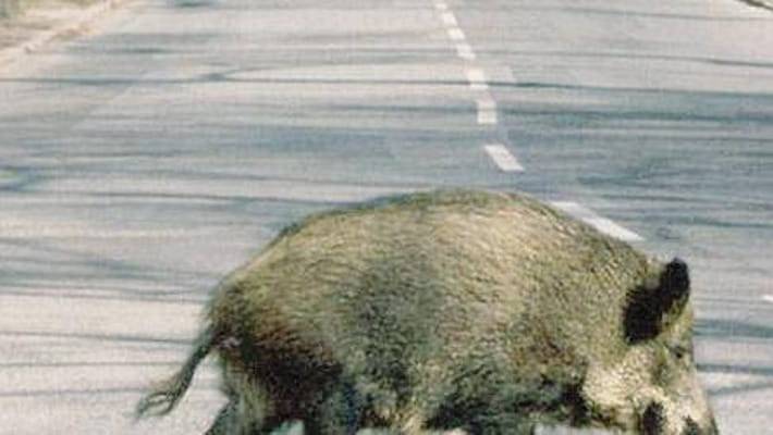 L’AQUILA: SCHIANTO AUTO-CINGHIALE, REGIONE DEVE RISARCIRE 10MILA EURO