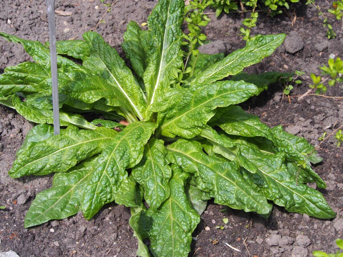 INTOSSICATI DA MANDRAGORA: VERDURA DISTRIBUITA ANCHE AD AVEZZANO