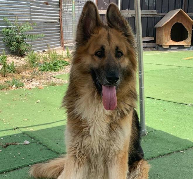 PESCARA, APPELLO PER L’ADOZIONE: “ROCKY HA BISOGNO DI UNA NUOVA CASA, SOFFRE TROPPO NEL BOX”