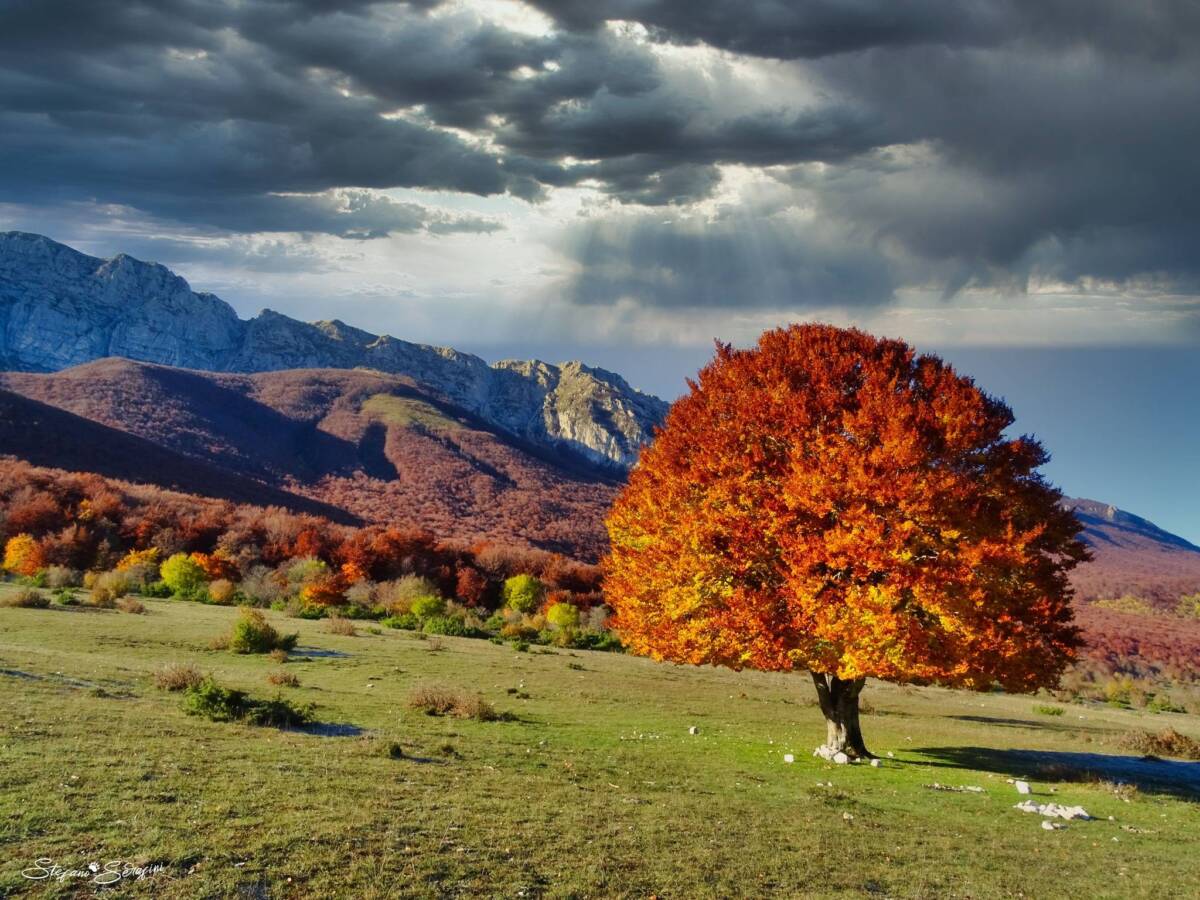 PARCO SIRENTE VELINO: AL VIA CONTROLLO PER “SPECIE ESOTICHE INVASIVE”