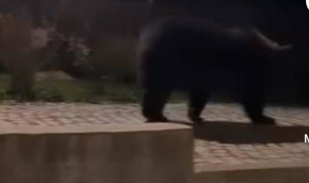 CASTEL DI SANGRO: L’ORSO JUAN CARRITO FA VISITA AL RISTORANTE STELLATO DI NIKO ROMITO