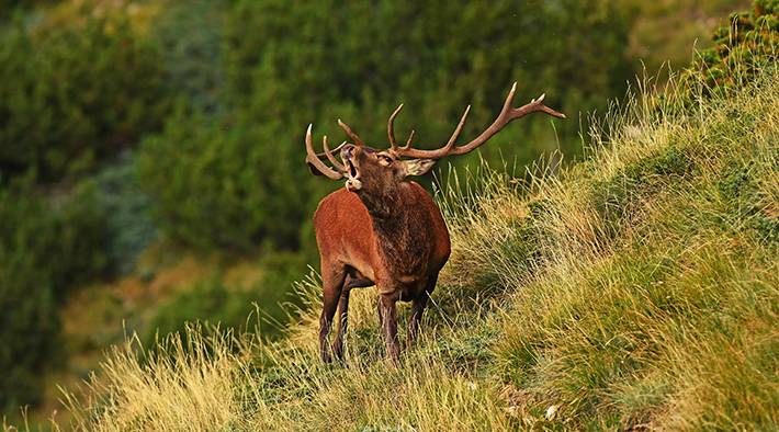 MANOVRA: BONELLI, “DESTRA APPROVA EMENDAMENTO ABBATTIMENTO ANIMALI PROTETTI”