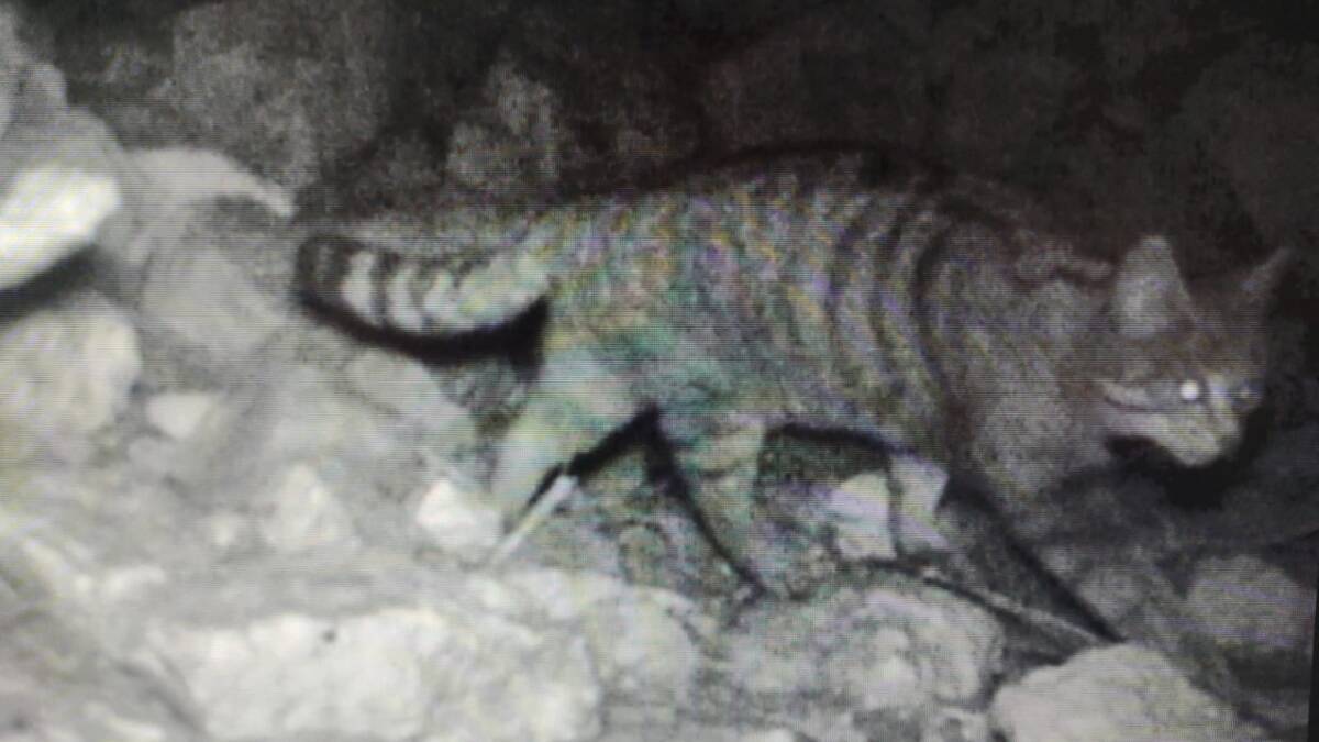 RISERVA DEL SALVIANO: FOTOTRAPPOLE IMMORTALANO RARO ESEMPLARE DI GATTO SELVATICO