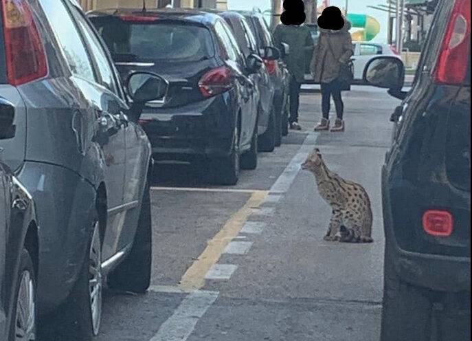 PESCARA: PERSO E RITROVATO ESEMPLARE DI GATTO TIGRE, IL PIÙ COSTOSO AL MONDO