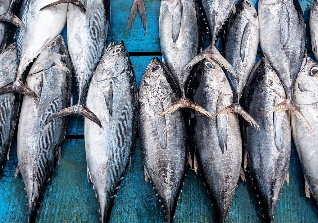 PESCARA: SCATTA OPERAZIONE “TUNA MARKET”, SEQUESTRATA UNA TONNELLATA DI TONNO ROSSO
