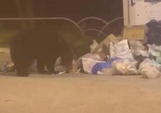 ROCCARASO, JUAN CARRITO TRA RIFIUTI. SALVIAMO L’ORSO: “RISCHIA CATTURA PER INCIVILTA’ UMANI”. VIDEO