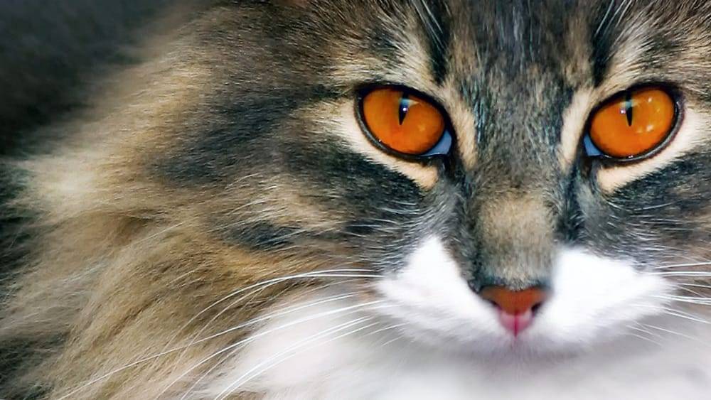ALTRA STRAGE DI GATTI A L’AQUILA, AIDAA PRESENTA ESPOSTO ALLA PROCURA