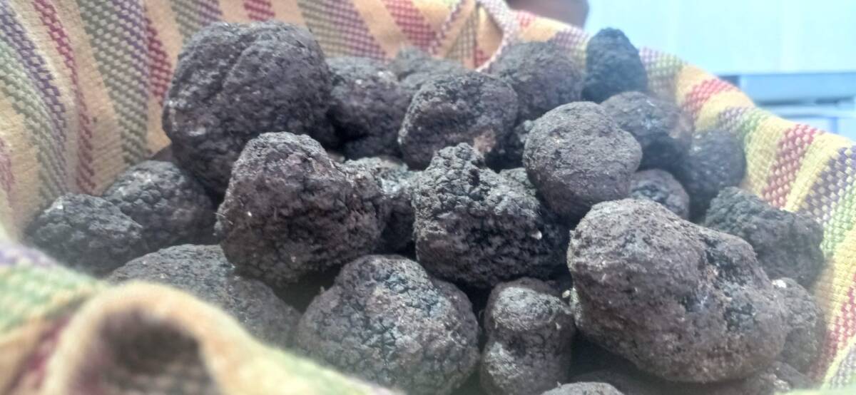 FIERA TARTUFI D’ABRUZZO: AL VIA DOMANI LA SECONDA EDIZIONE
