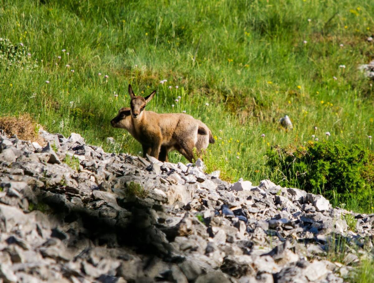 PARCO SIRENTE-VELINO: PROGETTO “A PASSO LENTO” PER SERVIZIO CIVILE