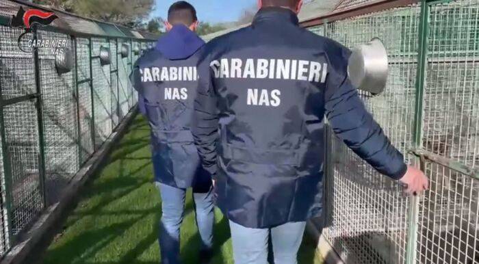 CANILI IN ABRUZZO: CONTROLLI NAS A TAPPETO, CARENZE ED IRREGOLARITÀ