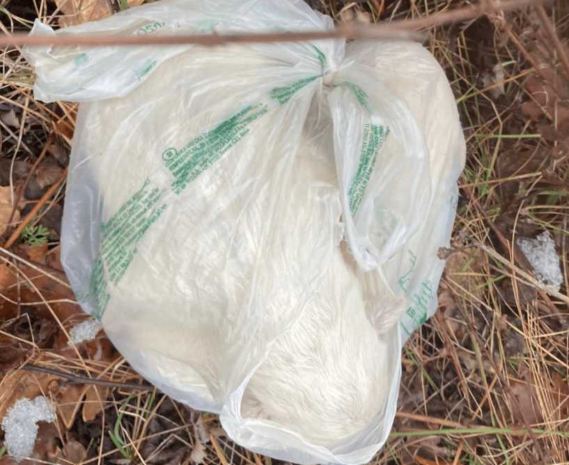 L’AQUILA: BUTTATI COME SPAZZATURA IN UNA BUSTA DI PLASTICA, SALVATI DUE CUCCIOLI