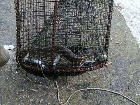 PESCARA: PESCA ILLEGALE DELLE ANGUILLE, DIECI DENUNCE DEI CARABINIERI FORESTALI