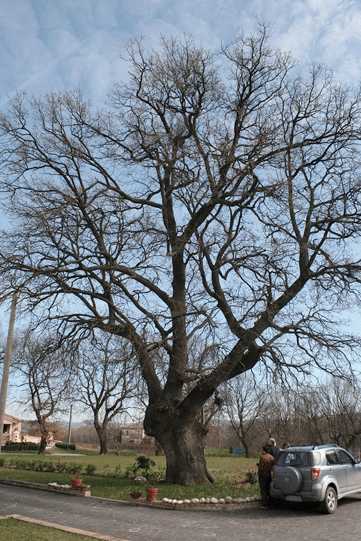 LORETO APRUTINO: CADE LA QUERCIA DELLE STREGHE, ALBERO MONUMENTALE. WWF, “POTATURA FATALE”