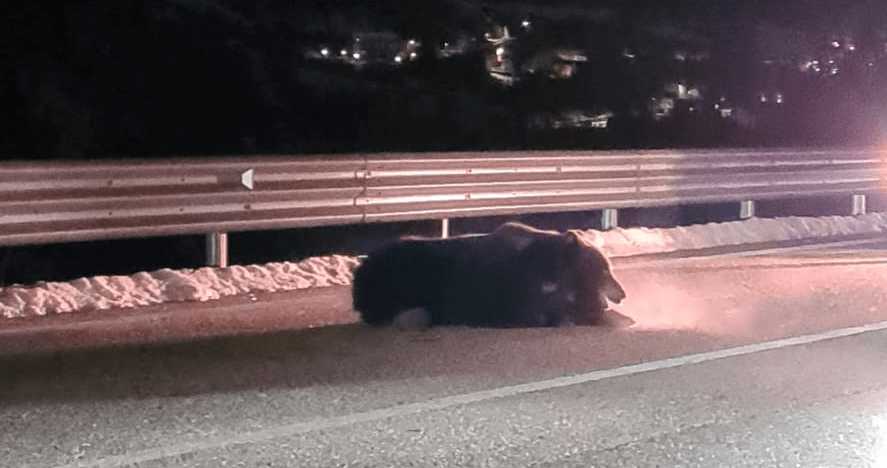 JUAN CARRITO MUORE INVESTITO DA UN’AUTO, ADDIO ALL’ORSO SIMBOLO D’ABRUZZO