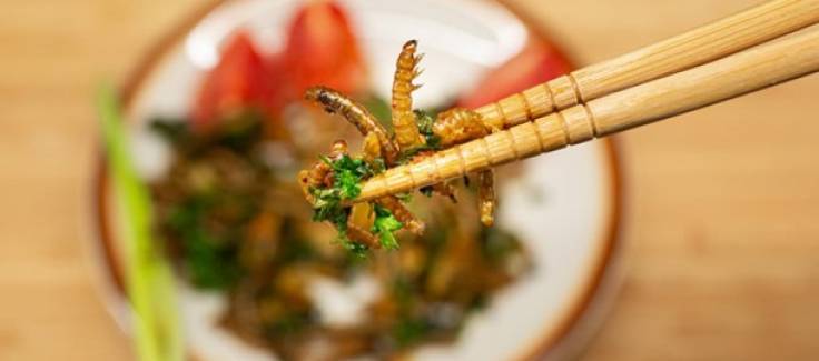 “NOVEL FOOD”: L’UE APPROVA IL QUARTO INSETTO COMMESTIBILE
