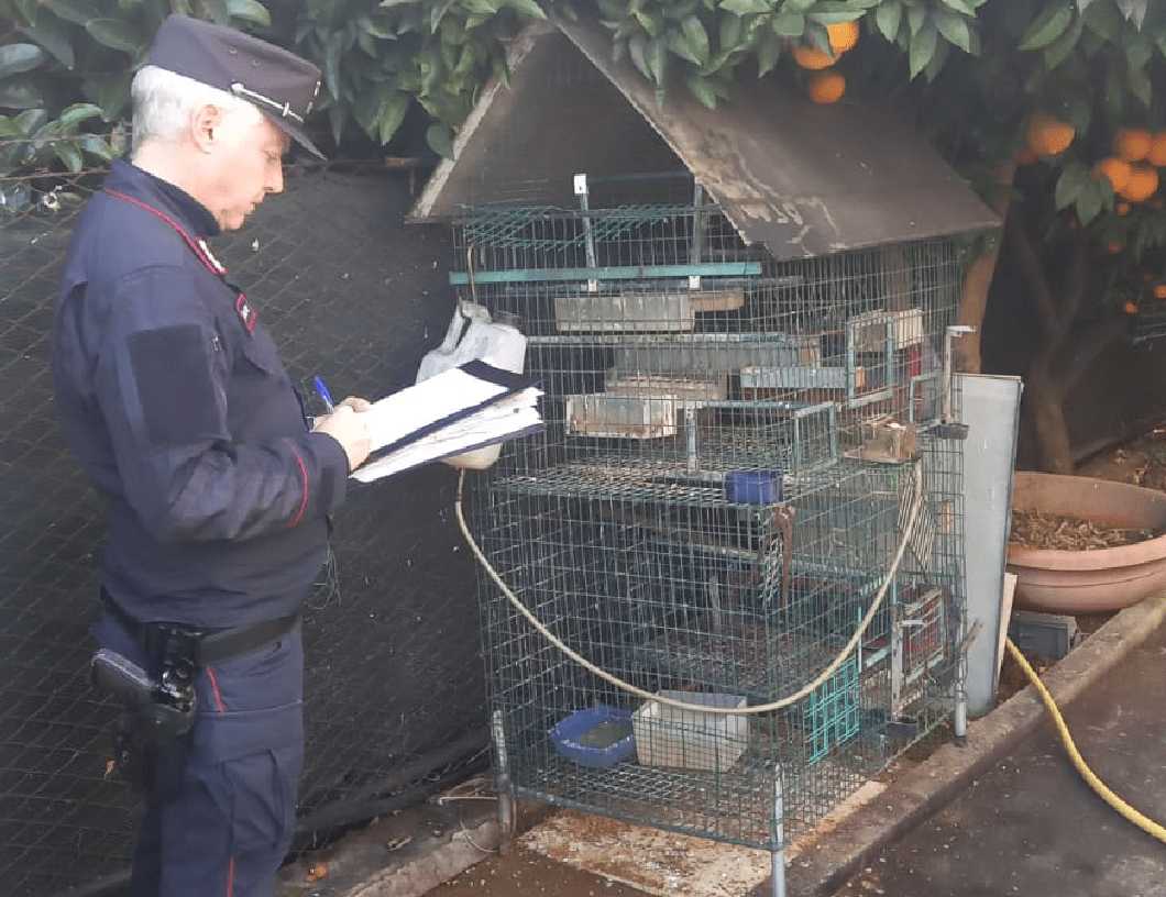 ROSETO: UCCELLI SELVATICI DETENUTI ILLEGALMENTE, MULTATO CACCIATORE, LIBERATI ESEMPLARI