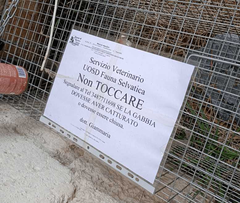 L’AQUILA, LAV SU VOLPI IN CENTRO: “POSIZIONATE TRAPPOLE, RESTARE A DISTANZA”