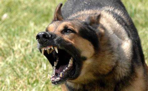 CANI AGGRESSIVI: COMUNE DI CHIETI E ASL ORGANIZZANO CORSI OBBLIGATORI PER I PROPRIETARI
