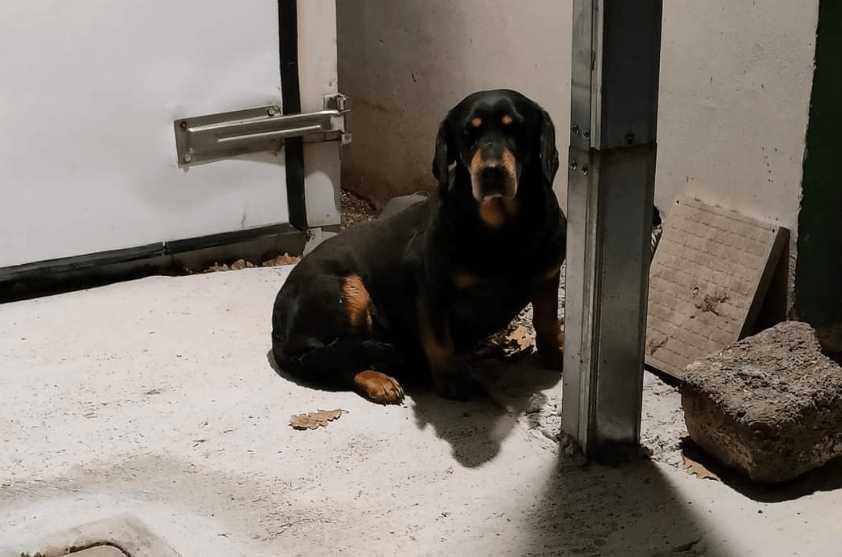 OFENA, DINO ROSSI: “IL MIO CANE PRELEVATO E PORTATO AL CANILE”