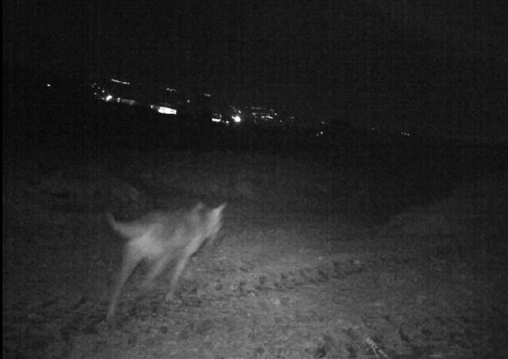 SPOLTORE: COMUNE CHIEDE INDAGINE SULLA PRESENZA DI BRANCHI DI LUPI NEL TERRITORIO