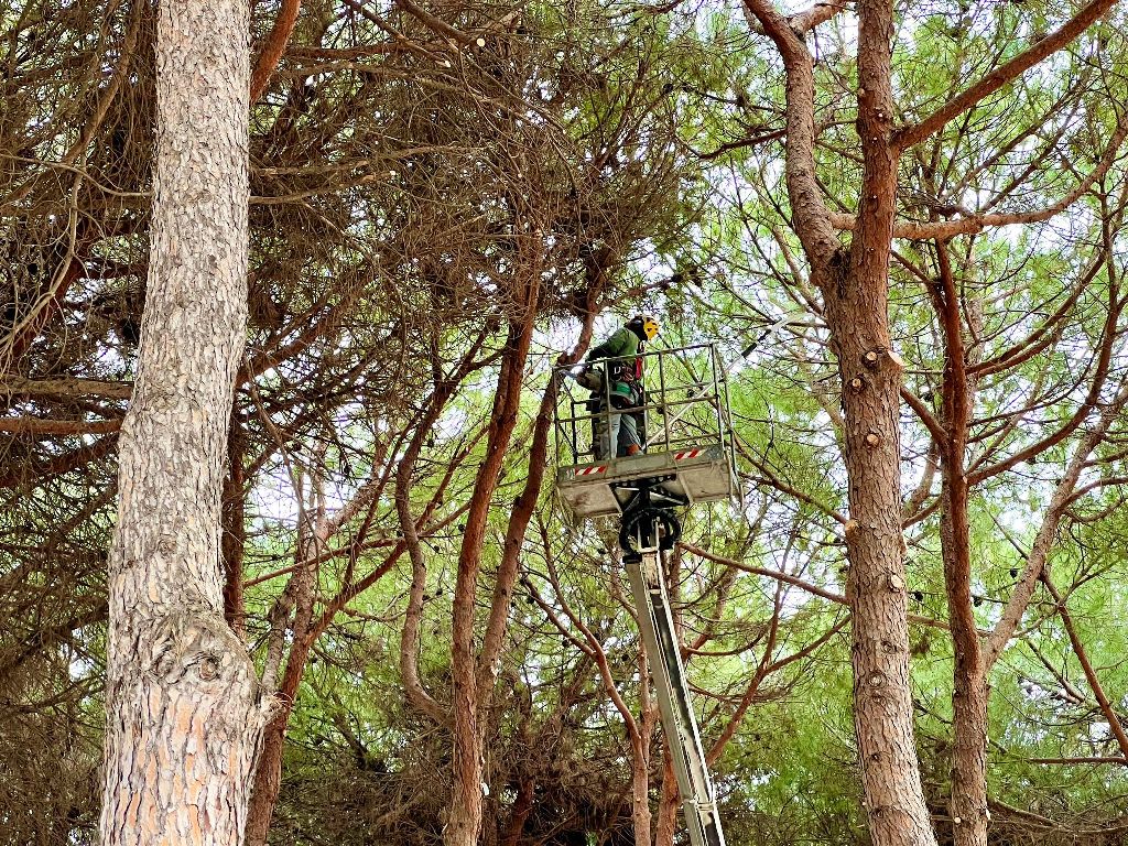 ROSETO: PARTITI INTERVENTI MANUTENZIONE E POTATURA STRAORDINARIA PIANTE E ALBERI