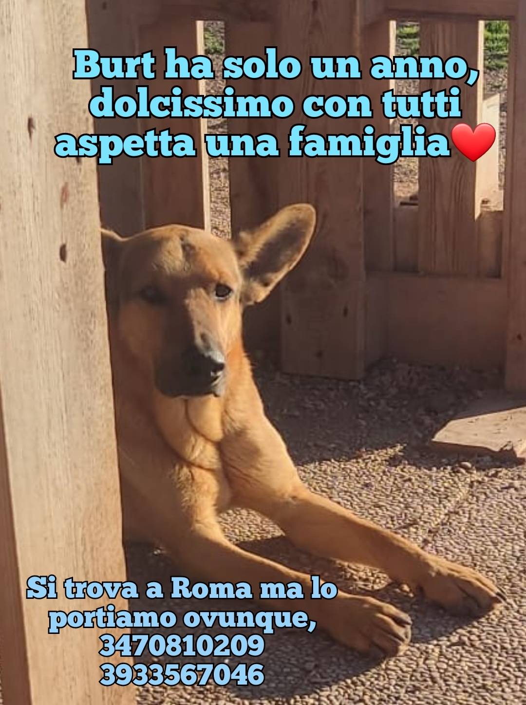 BURT CERCA CASA: APPELLO PER L’ADOZIONE