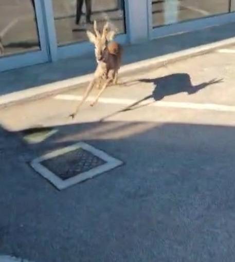 PESCARA: CAPRIOLO SPAVENTATO IN PARCHEGGIO CONCESSIONARIA