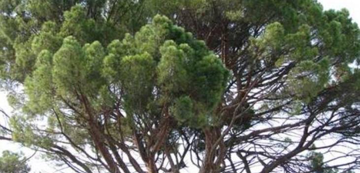 COORDINAMENTO NAZIONALE PER GLI ALBERI E IL PAESAGGIO: AGRONOMO NATURALISTA MORELLI A GIULIANOVA