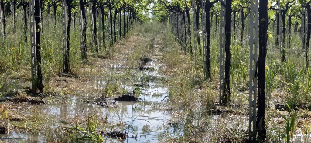 AGRICOLTURA IN CRISI, PEPE (PD): “MANCANO POLITICHE REGIONALI EFFICACI”