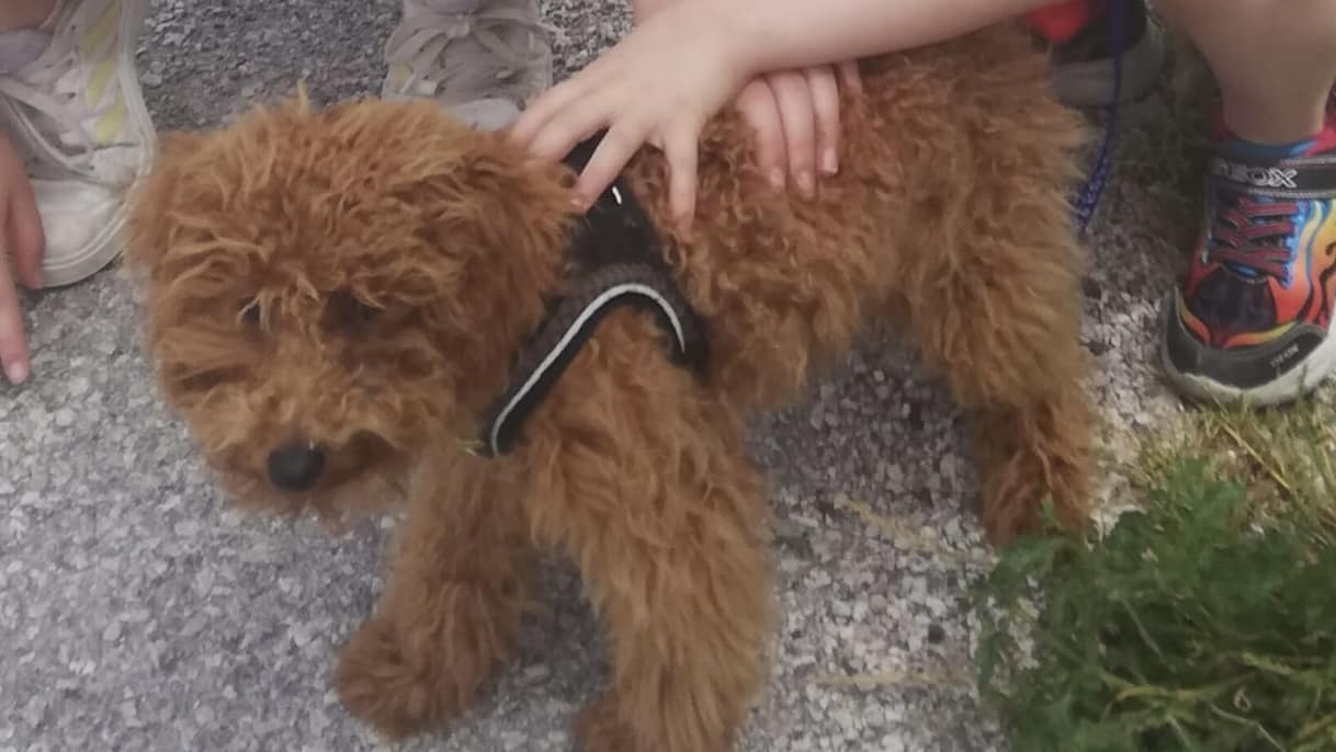 L’AQUILA: SMARRITO CHARLIE, PROPRIETARI OFFRONO RICOMPENSA