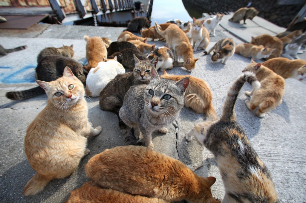 OASI FELINA E LOTTA ALL’EVASIONE: APPROVATE LE DUE MOZIONI A PESCARA