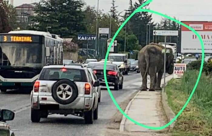 “NO A ELEFANTI SOLI”, A MILANO RESPINTO RICORSO DI UN CIRCO. LAV: “ORA STOP SPETTACOLI ANIMALI”