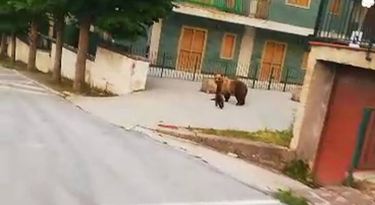 INSEGUI’ ORSA E CUCCIOLI PER FILMARLI: DENUNCIATO 60ENNE