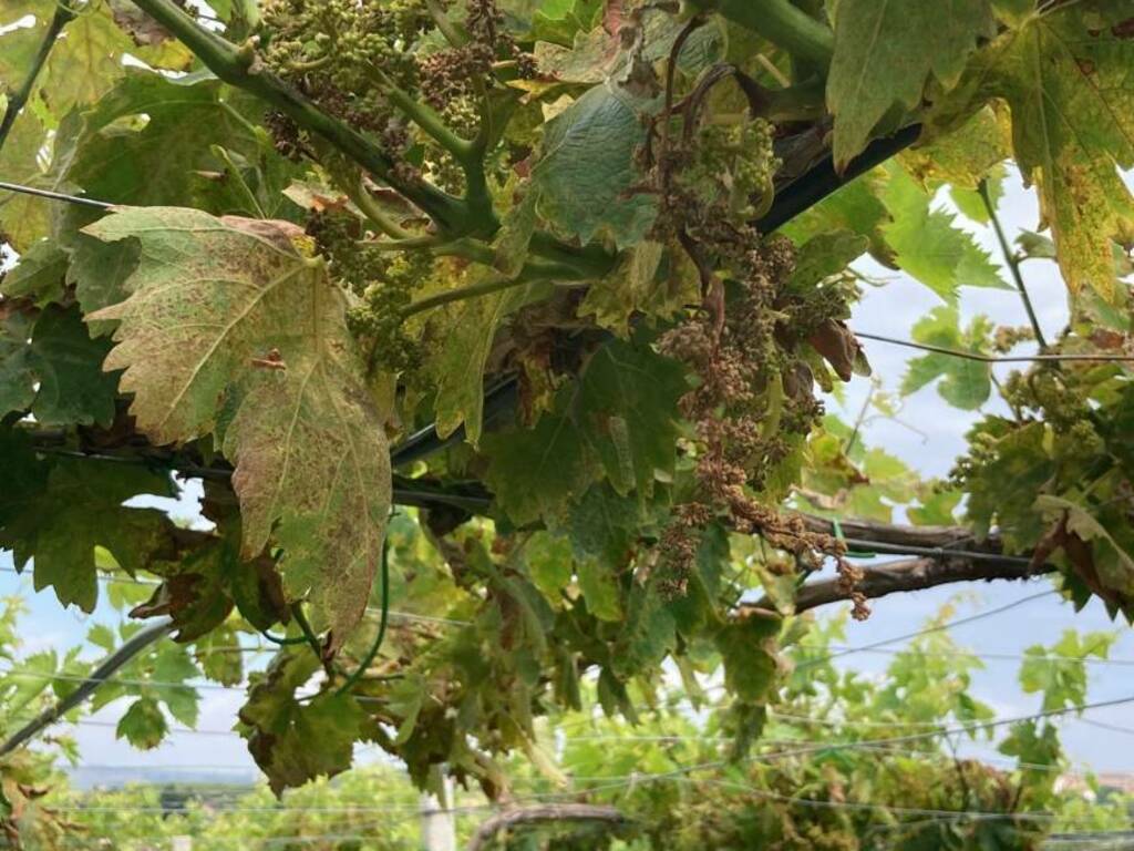 EMERGENZA PERONOSPORA, MARCOVECCHIO: “DALLA REGIONE INTERVENTI RAPIDI E RISOLUTIVI”