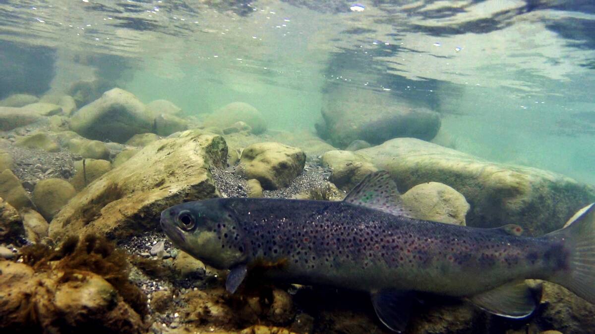 ACQUACOLTURA E PESCA: AL VIA PROGETTO RIPOPOLAMENTO TROTE NEI FIUMI ABRUZZESI