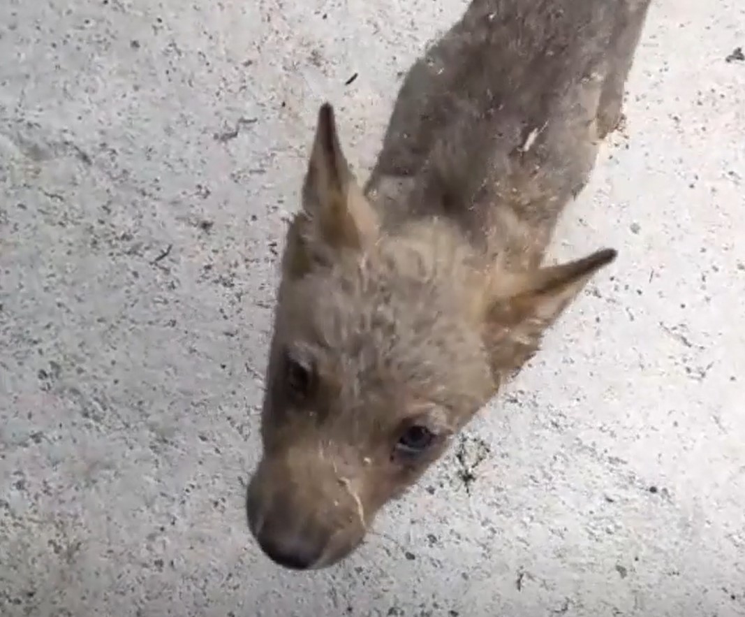 L’AQUILA, CUCCIOLO DI LUPO SVENUTO PER IL CALDO: SALVATO A BAZZANO